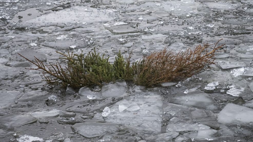Fotky: „Až dosloužím, chci do řeky.“ Symbol Vánoc ve Švédsku zachraňuje ryby